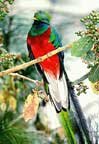 Quetzal como representante del puente entre el aguila del norte y el condor del sur. El Quetzal es intercambiable con el símbolo de Quetzalcóatl-Kukulcan, el Avatar de Venus.